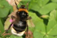 Bombus vestalis