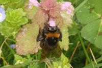 Bombus vestalis