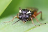 Aglaostigma aucupariae