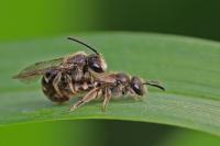 Lasioglossum