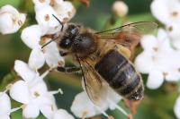 Apis mellifera mellifera