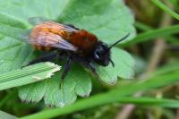 Andrena fulva
