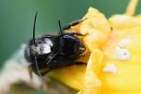Osmia cornuta