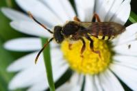 Nomada bifasciata