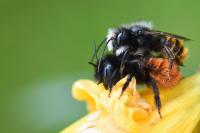 Osmia cornuta