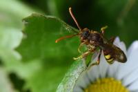 Nomada flava