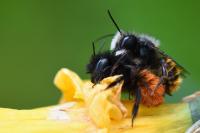 Osmia cornuta