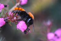 Andrena fulva