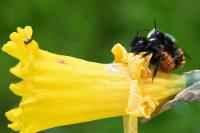 Osmia cornuta