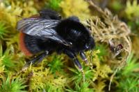 Bombus lapidarius