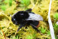 Bombus lapidarius