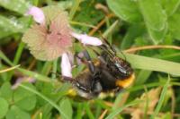 Bombus hortorum