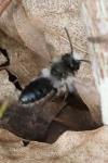 Andrena cineraria