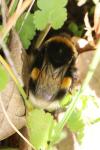 Bombus terrestris/lucorum