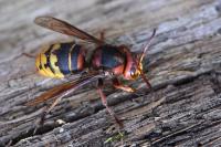 Vespa crabro