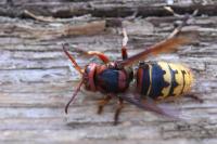 Vespa crabro