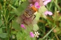 Bombus pascuorum