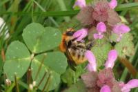 Bombus pascuorum
