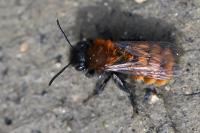 Andrena fulva
