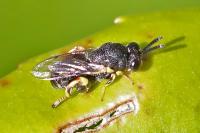 Brachymeria femorata