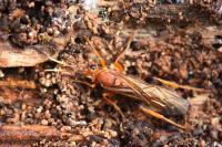 Lymantrichneumon disparis