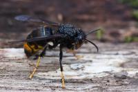 Vespa velutina