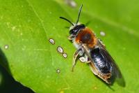 Andrena haemorrhoa
