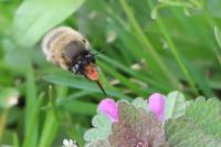 Anthophora plumipes