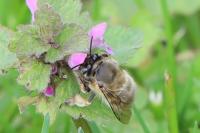 Anthophora plumipes