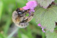 Anthophora plumipes