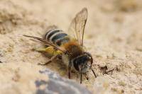 Andrena gravida