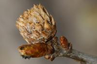 Andricus fecundatrix