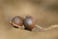 Andricus kollari
