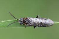 Dolerus haematodes