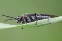 Dolerus haematodes