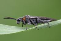 Dolerus haematodes