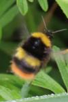 Bombus pratorum