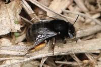 Anthophora retusa