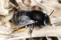 Anthophora retusa