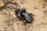 Melecta luctuosa