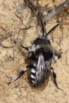 Melecta luctuosa