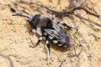 Melecta luctuosa