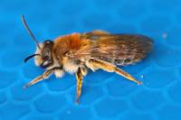 Andrena haemorrhoa
