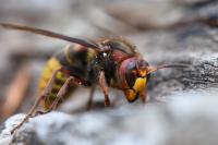 Vespa crabro