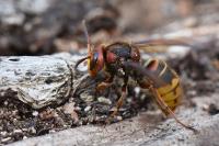 Vespa crabro