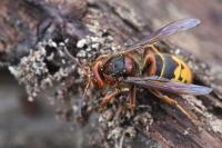 Vespa crabro