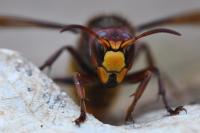Vespa crabro