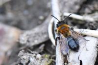 Andrena bicolor