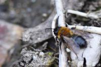Andrena bicolor
