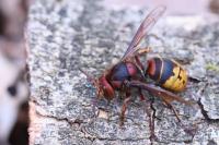 Vespa crabro